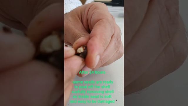 Adansonia Grandidieri Seeds Germination