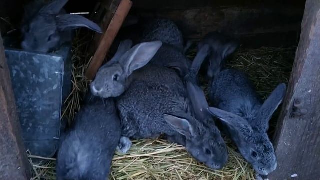 Зимние содержание кроликов на улице //Жизнь в деревне !!! смотреть онлайн