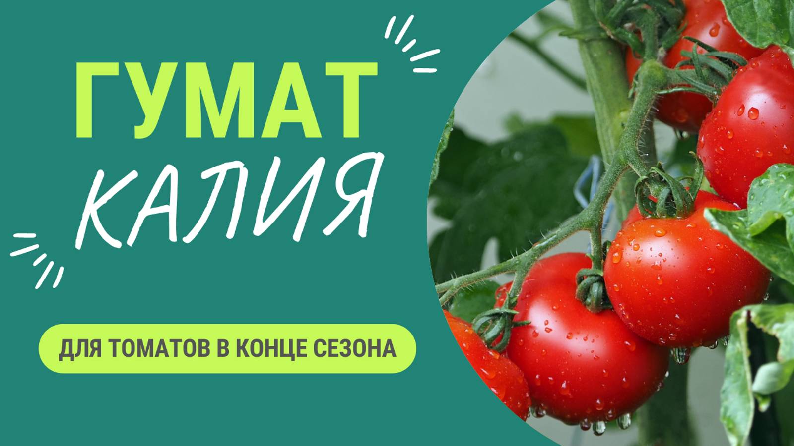 Вот на что способен гумат калия в период созревания томатов 👍 смотреть онлайн