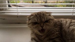 Кошка шипит