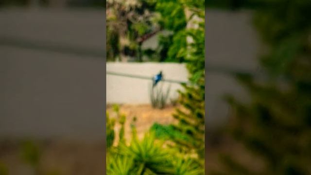 Flamingo stretching in the city смотреть онлайн