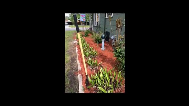 Hymenocallis 'Tropical Giant' смотреть онлайн