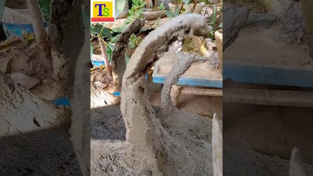 how to make Bonsai pot 😊 and reporting ficus bonsai plant 🌳 смотреть онлайн