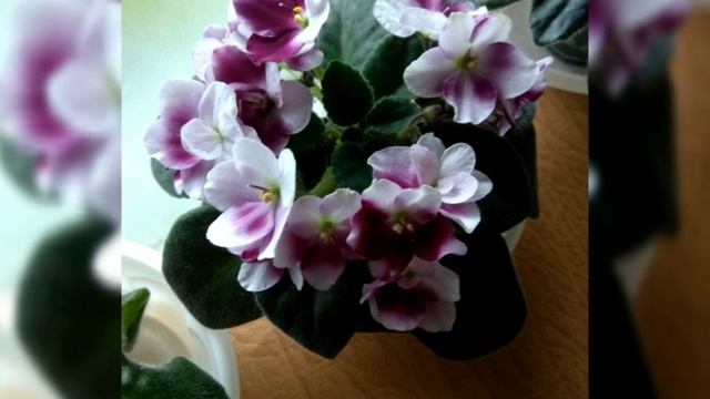 Лучшие сорта фиалок!!! Mac's Southern Springtime. Фотообзор.