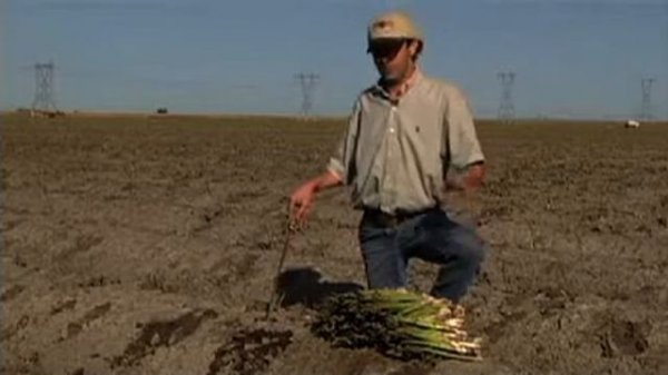 Anticipating asparagus