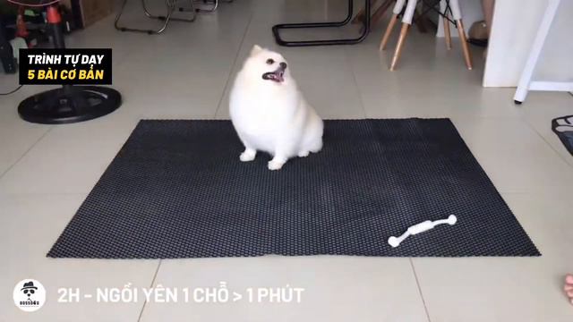 Thứ tự tập 5 bài cơ bản BossDog смотреть онлайн