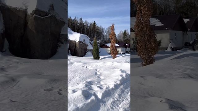 Дуб фастигиата (колоннообразный, колоновидный) краткий обзор для визуализации смотреть онлайн