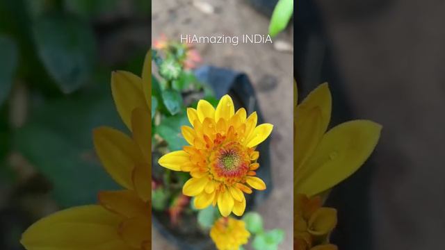 Chrysanthemum Grandiflorum смотреть онлайн