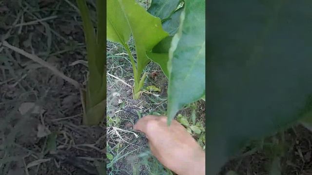 Tengo Ginger And Cúrcuma.