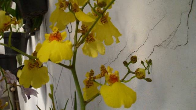 Oncidium sweet sugar orquideas de mavipol смотреть онлайн