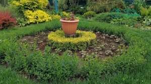 ЛУЧШИЕ КУСТАРНИКИ ДЛЯ ЖИВЫХ ИЗГОРОДЕЙ И БОРДЮРОВ!