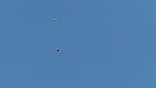 Курсаки на посадке после хорошего полета. смотреть онлайн