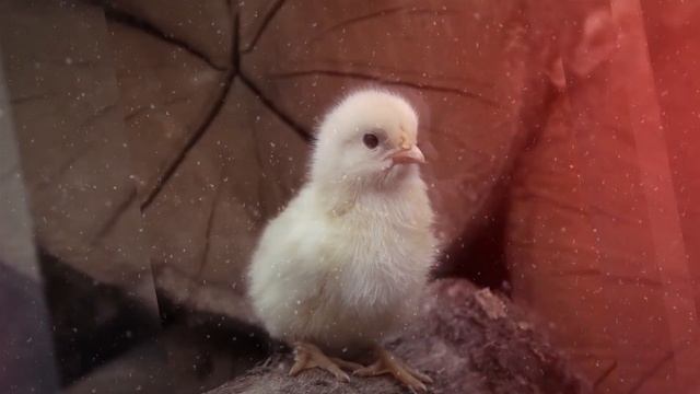 УЮТ и ТЕПЛО - Самые нежные слова любимой Автор Соколов ВЮ Авторские чтения смотреть онлайн