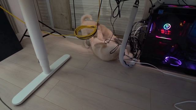 J'AI ADOPTÉ UN CHIEN ! (il est vraiment trop mignon) смотреть онлайн