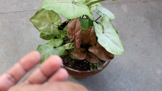 Syngonium/Arrowhead Plant CARE 101 - BEST Soil Mix, Fertilizer, Light & Water Requirements смотреть онлайн