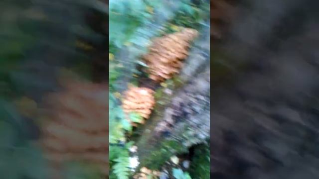как растут опята смотреть онлайн