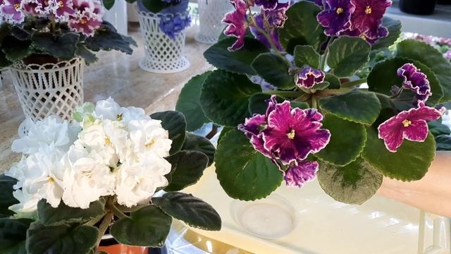 Продаю детки фиалок без гарантии сортового цветения! Показываю на своих фиалках. смотреть онлайн