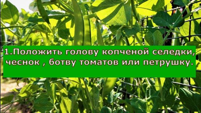 10+1 способов как избавиться от муравьёв народными средствами смотреть онлайн