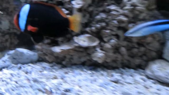 Зебрасома Бура,Вымпельная рыба бабочка и Губан Чистильщик Рыба Доктор смотреть онлайн