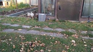 Цыплята Коралл Ник