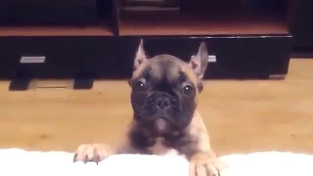 Собака кричит как ребенок! Обхохочешься! смотреть онлайн