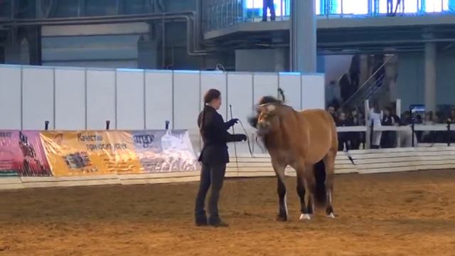 Грохот парад порода Иппосфера 2013 смотреть онлайн