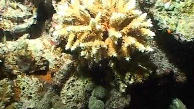 Дмитрий TV. Видео "Подводный мир Индийского океана". 2 Часть. смотреть онлайн