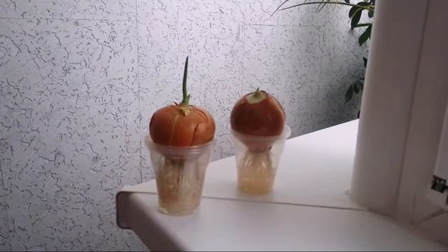 Выращивание лука на перо в домашних условиях. Часть 1. смотреть онлайн