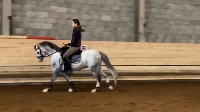 ДО/ПОСЛЕ➡️небольшой прогресс уэльского пони Александра за 6 месяцев смотреть онлайн