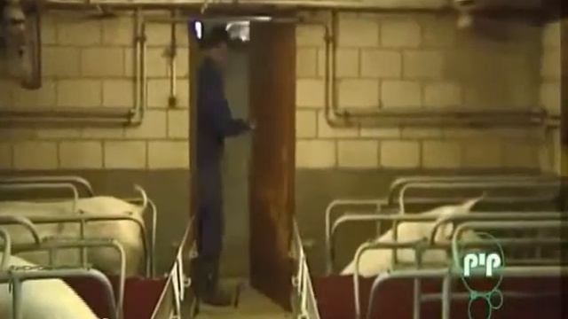 CHRISAL свиноводство смотреть онлайн