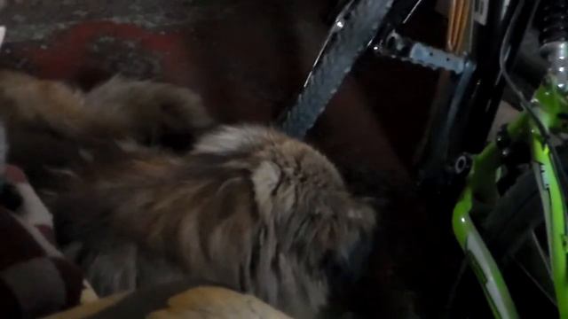 Тигр и Добрый.20-07-15 г. смотреть онлайн