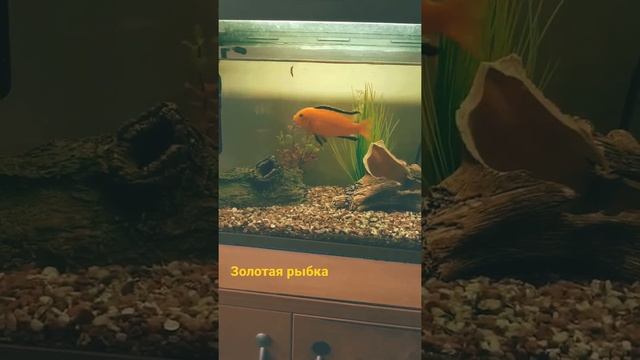 Золотая рыбка в аквариуме смотреть онлайн