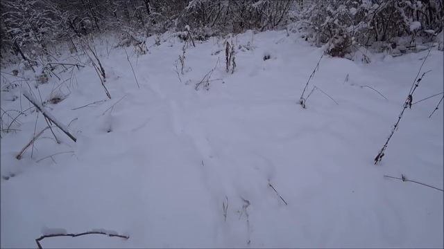 ЗАЯЦ возле меня и я его не вижу. ОХОТА НА ЗАЙЦА С ГОНЧИМИ. смотреть онлайн