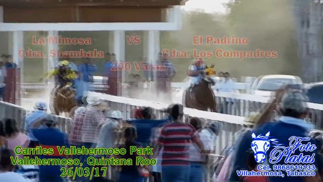 LA MIMOSA VS EL PADRINO смотреть онлайн