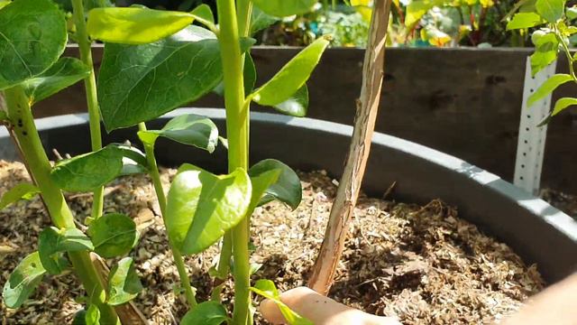 Обрезка 4-х летнего куста голубики сорта Блюджей из 2-х ветвей. смотреть онлайн