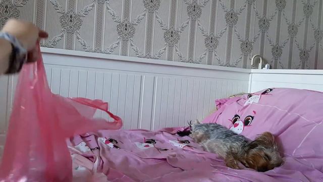 зоопокупки для фанни с электроного магазина pigu.lt смотреть онлайн