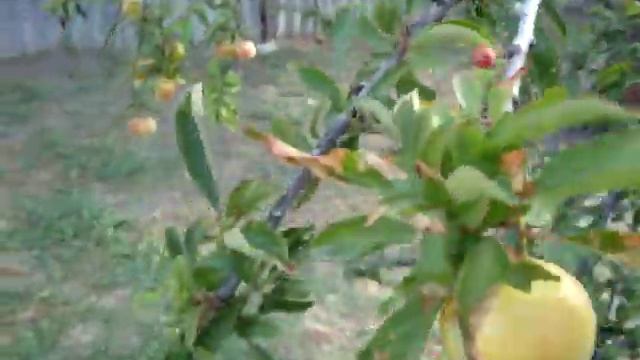 Крупноплодная алыча в начале июля. Сорт неизвестный смотреть онлайн