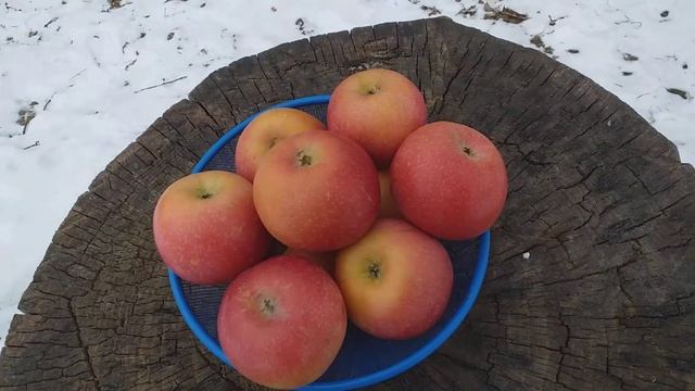 Неожиданная Новинка в нашем саду :) Яблоня зимняя сорт Джунами (apple Junami). Дегустация. смотреть онлайн