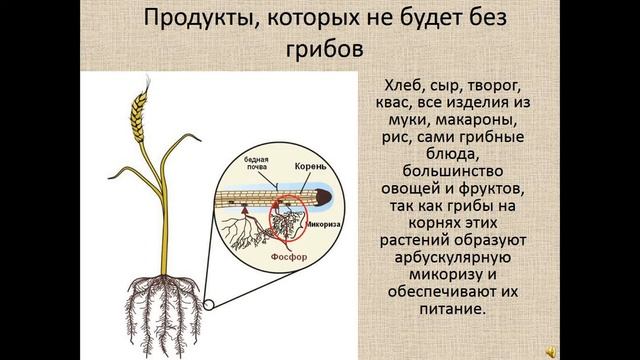 Видео лекция «Глобальная роль грибов в биосфере Земли» смотреть онлайн