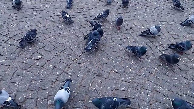 Голуби на Красной площади смотреть онлайн