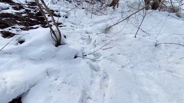 Второй коп в 2022 году! Говорят возле дома нет металла:) смотреть онлайн