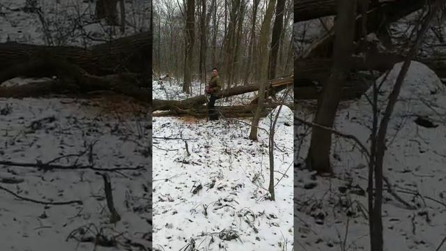 Незаконная вырубка деревьев породы дуб, в Чугуево-Бабчанском лесном хозяйстве 10 января 2020 года. смотреть онлайн