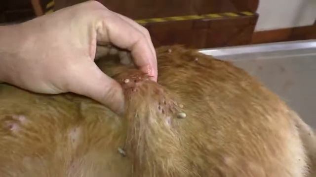 Remove mangoworms from dog - Remove mango worms from dog skin Удалите манговых червей с кожи собаки смотреть онлайн