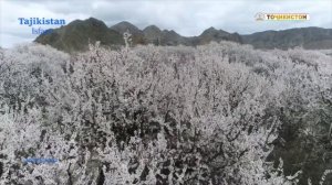 Тоҷикистон - Баҳори Исфара 29.03.2022 / природа таджикистана / табиати точикистон