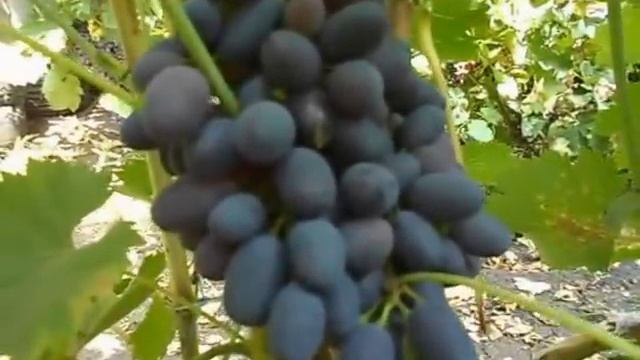 Сорт винограда Декабрьский. смотреть онлайн