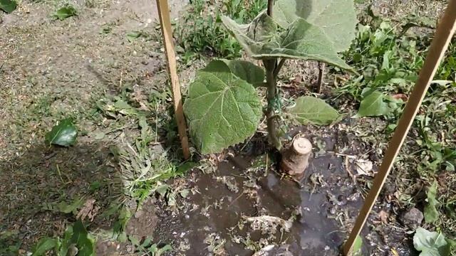 Все о Павловнии Томентоса. Месяц после технического среза. Размножение Павловнии корнями смотреть онлайн