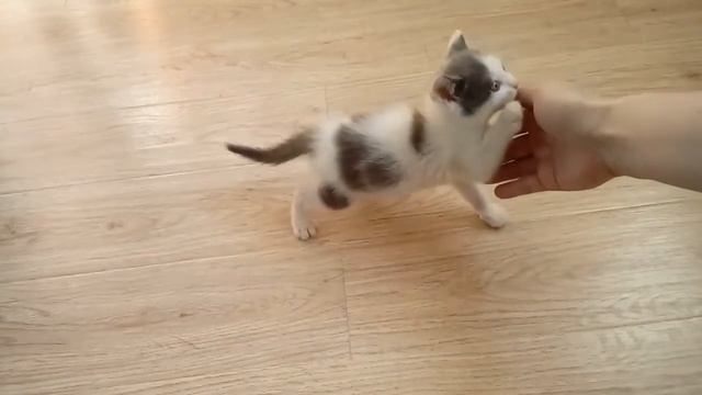 Пристроили котенка смотреть онлайн