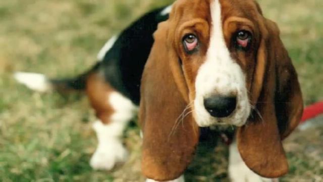 Basset Sounds DnB Mini Mix смотреть онлайн