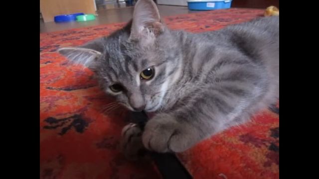 Как кошка Матрёшка грызёт смотреть онлайн