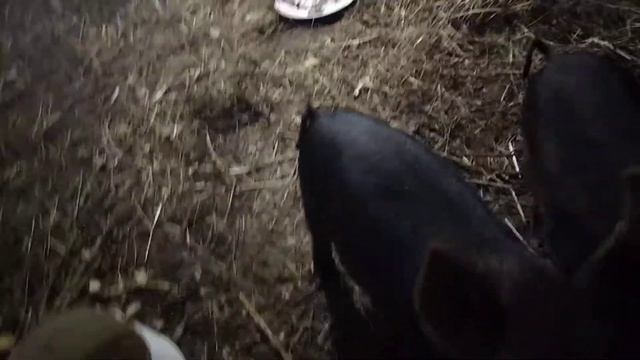 Мангалица и вьетнамская помесь смотреть онлайн